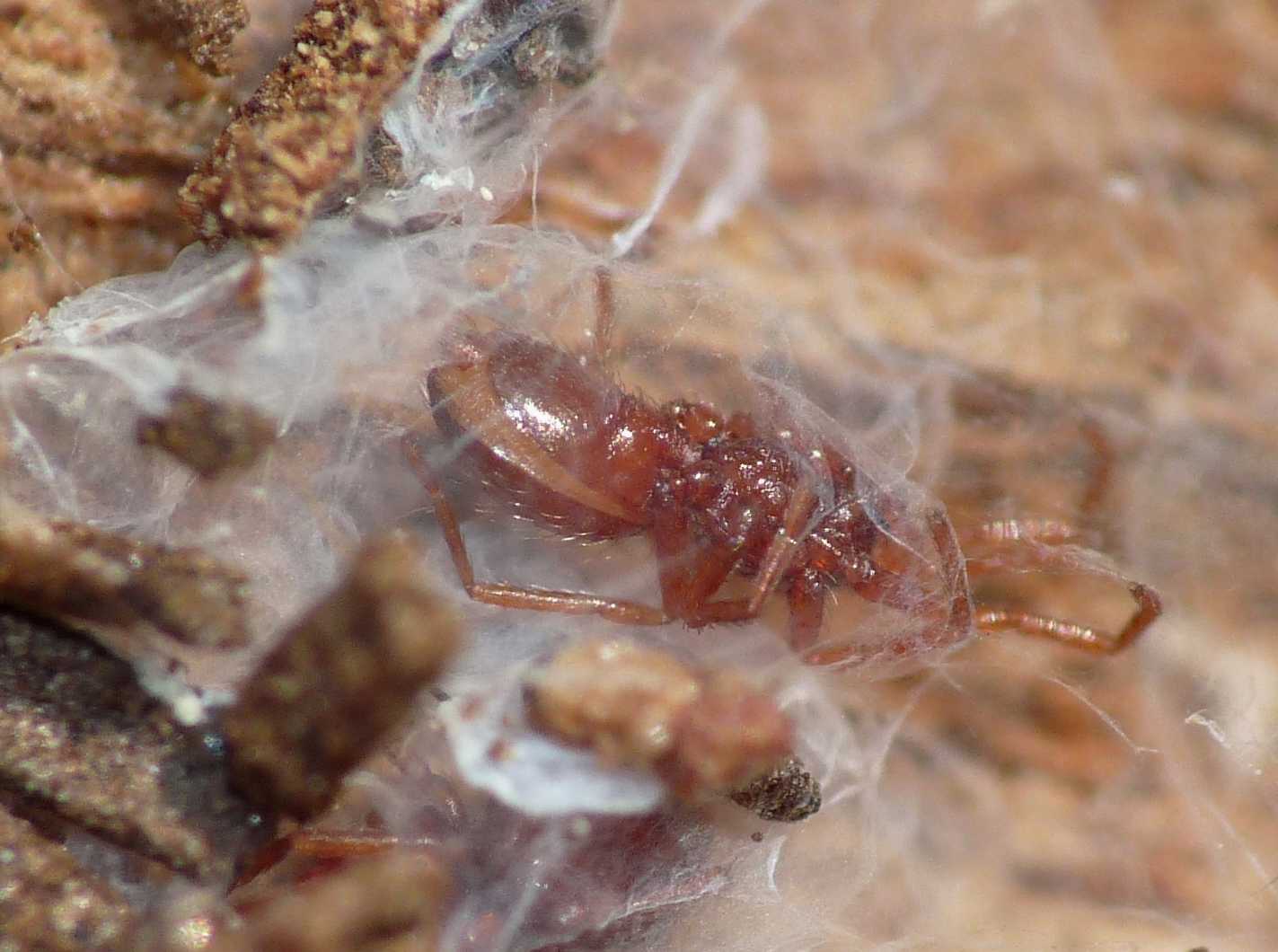 Ragnetti rossi; Silhouettella loricatula (Oonopidae)